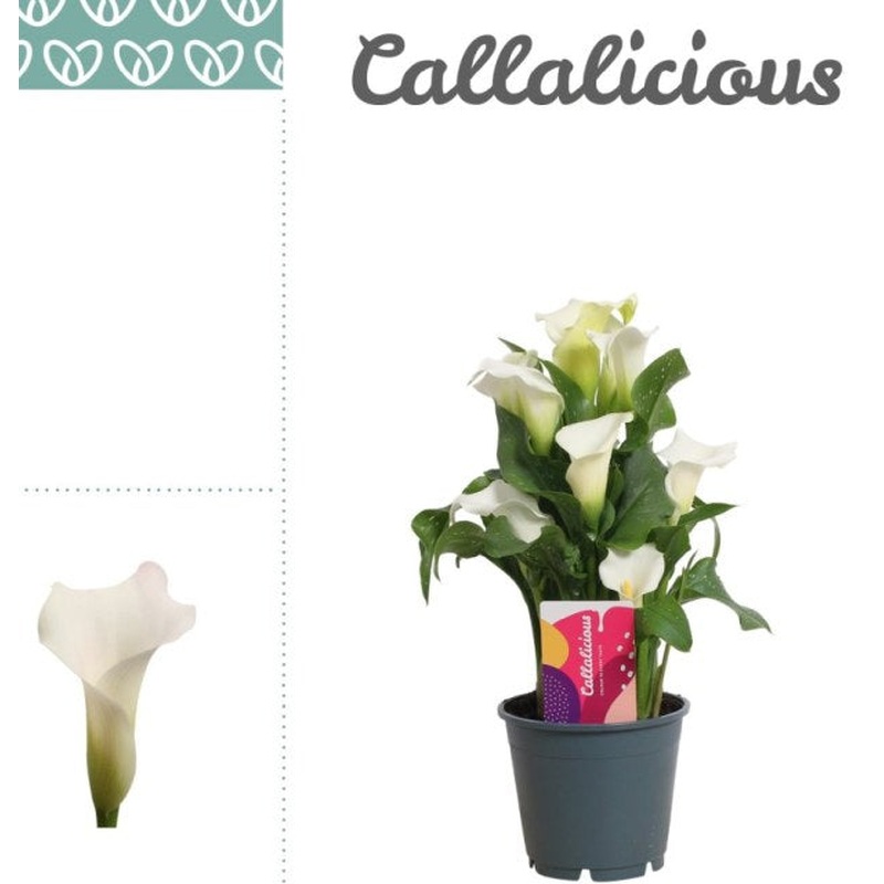 Zantedeschia Crystal Blush (white)