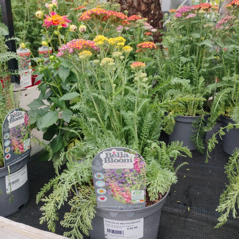 ACHILLEA mil. Milly Rock Mixmasters Dance