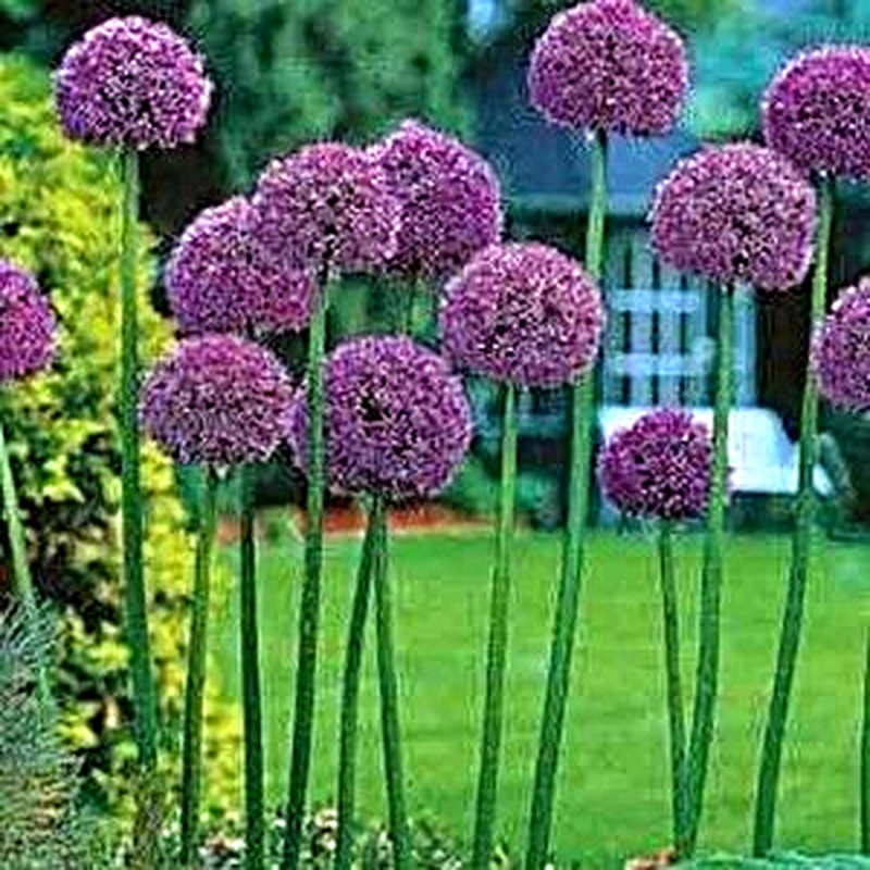 Allium Gladiator