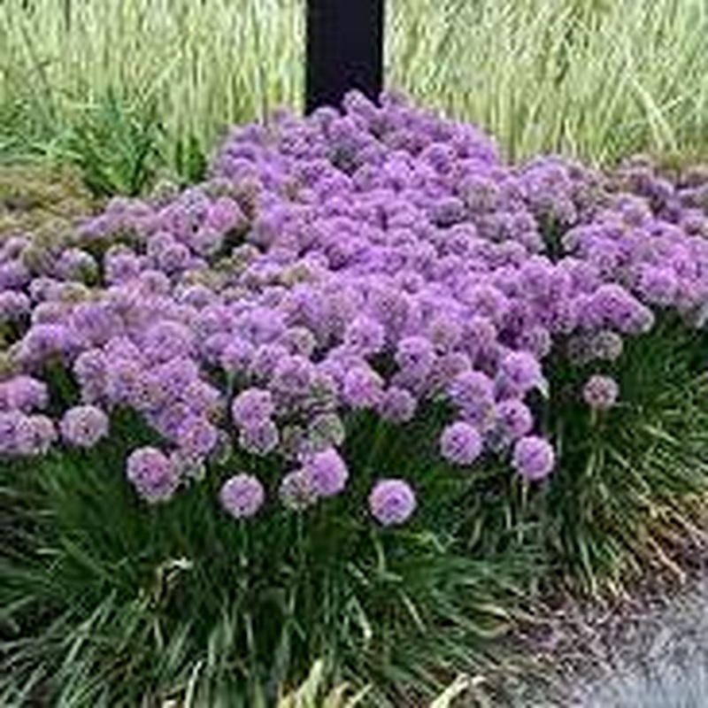 ALLIUM Millenium