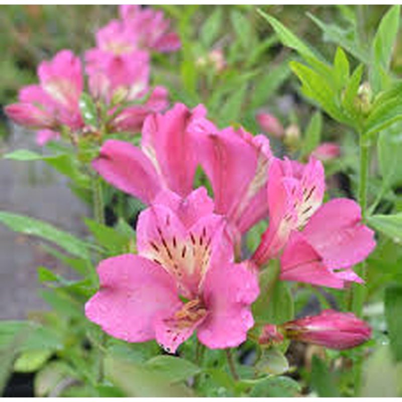 ALSTROEMERIA sp. Summer Rose