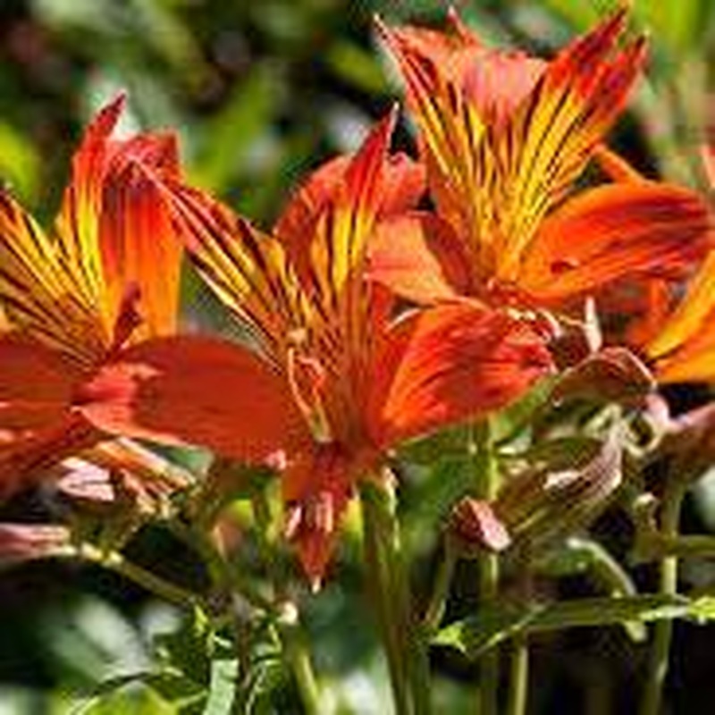 ALSTROEMERIA sp. Wild Valley Red