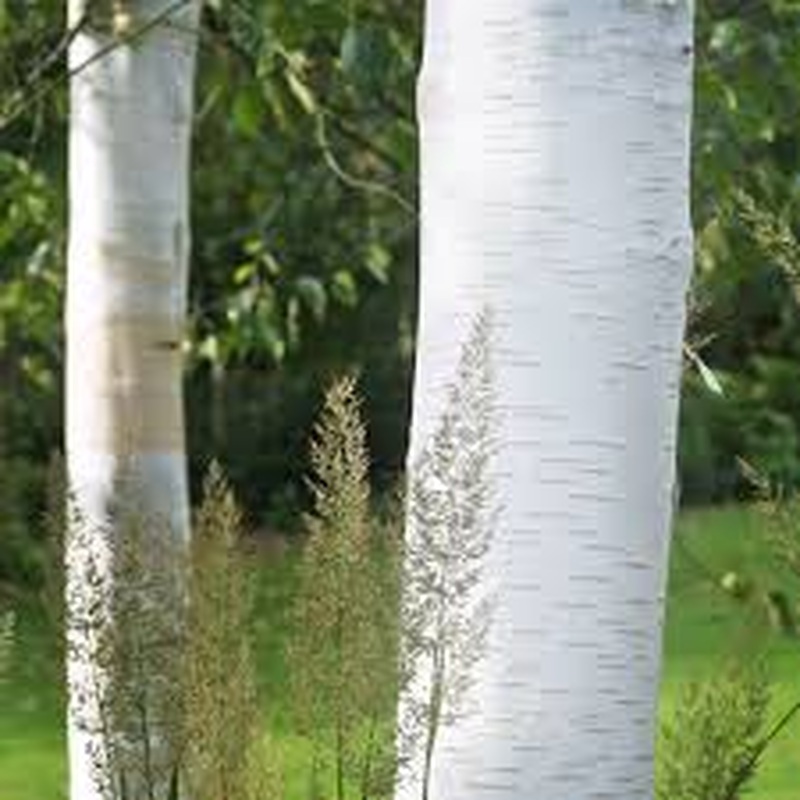 Betula utilis jacquemontii 20L 6/8