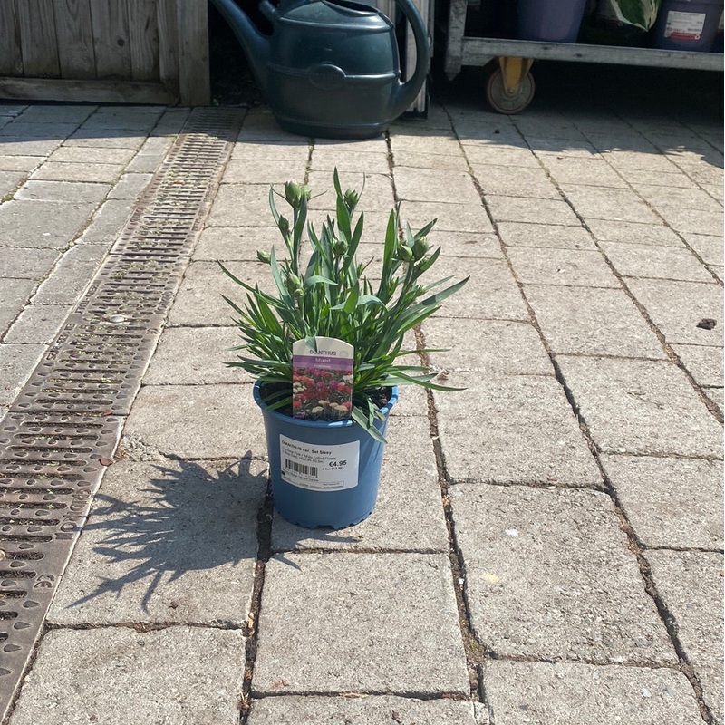 DIANTHUS car. Sel Sissy