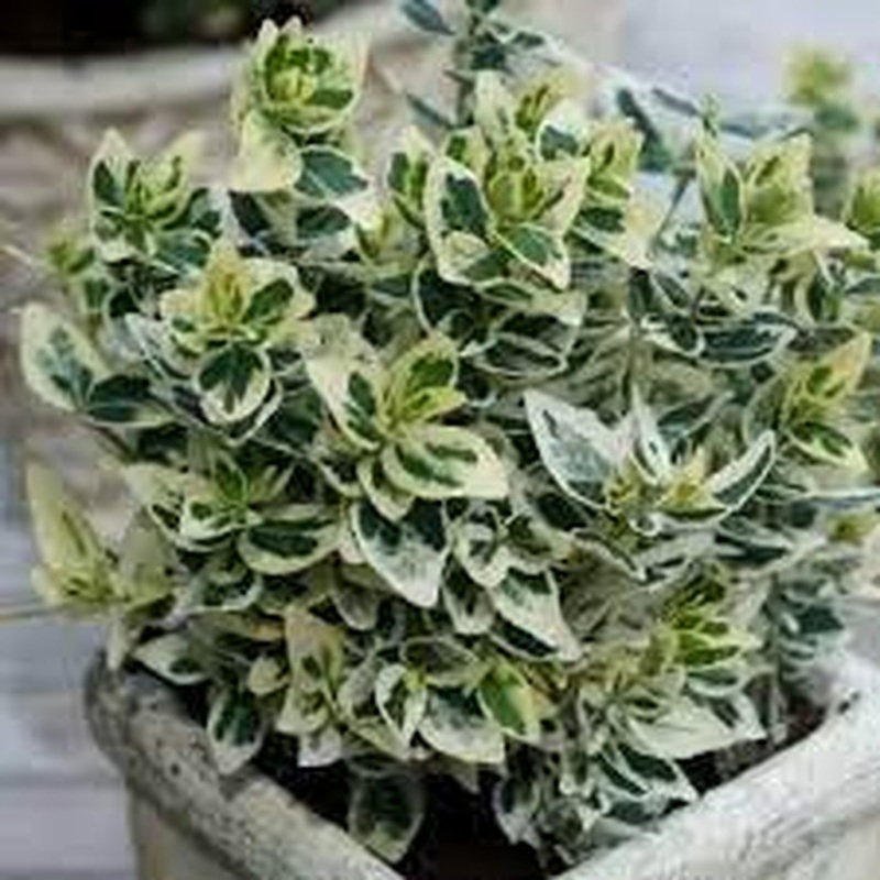 EUONYMUS for. Dan s Delight