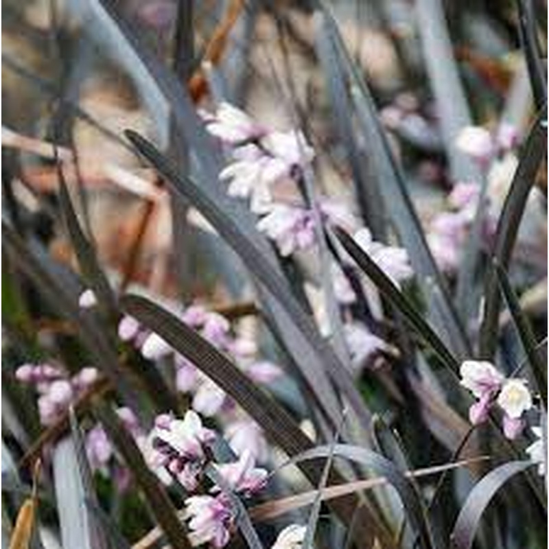 Ophiopogon niger Black Dragon