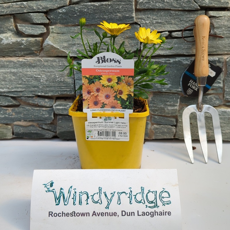 Osteospermum Summer Light Yellow