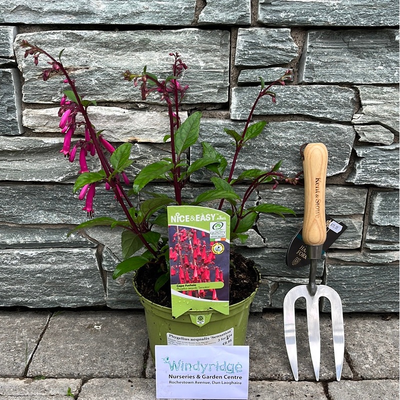 Phygelius aequalis Sensation