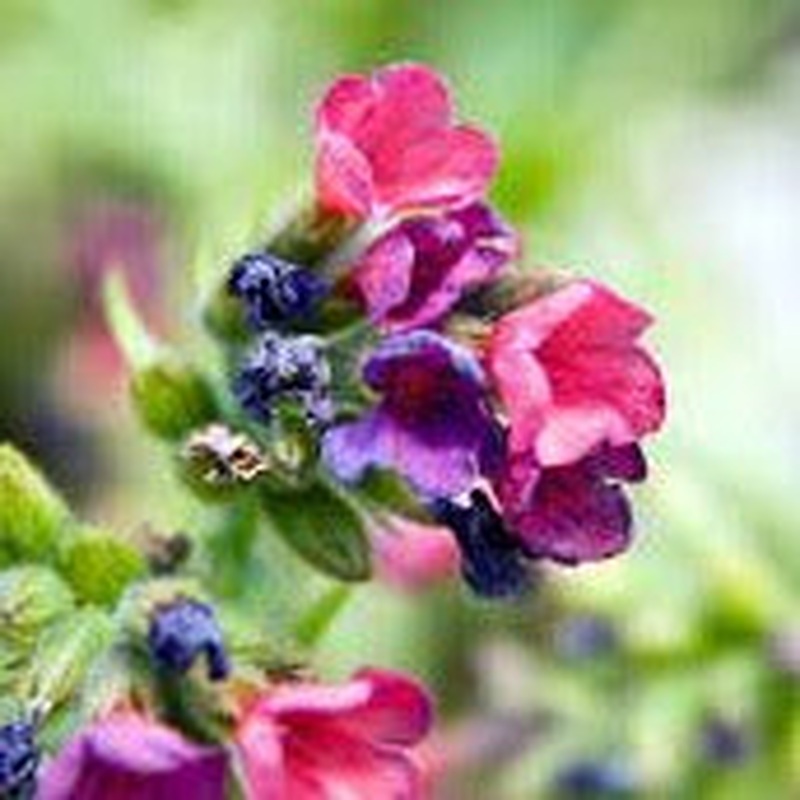 Pulmonaria Raspberry Splash