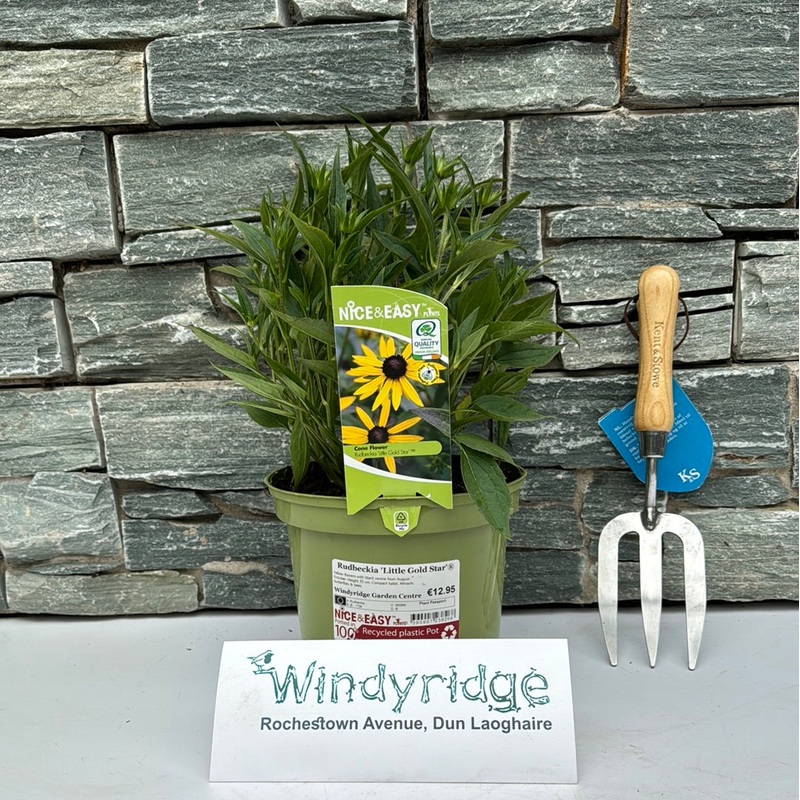 Rudbeckia Little Gold Star