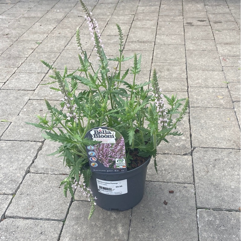 SALVIA Feathers Flamingo