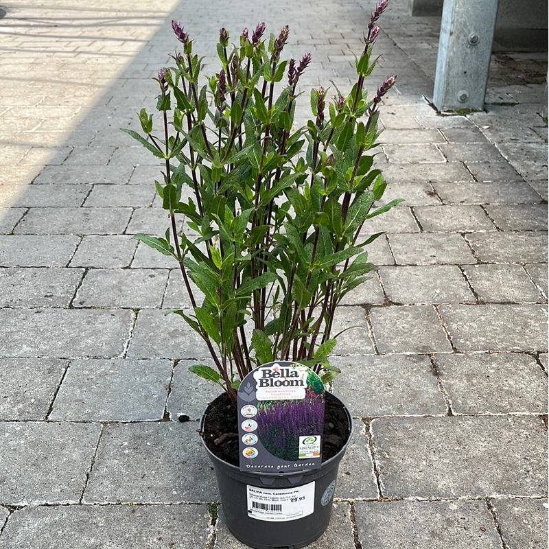 SALVIA nem. Caradonna PN