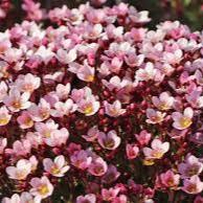 Saxifraga Pixi Appleblossom (2Ltr Pot)