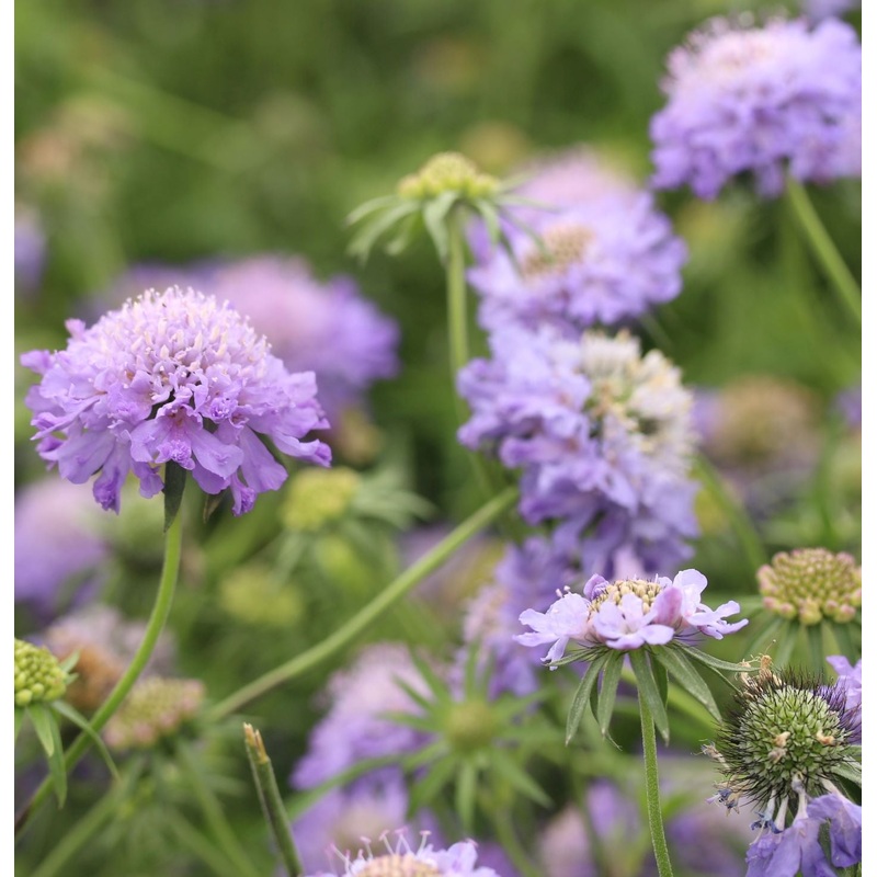 SCABIOSA colum. Blue Note
