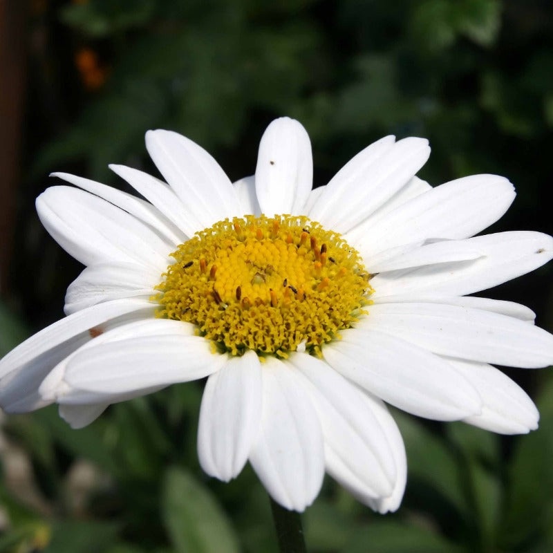 Shasta Daisy Leucanthemum Becky (2Ltr Pot)