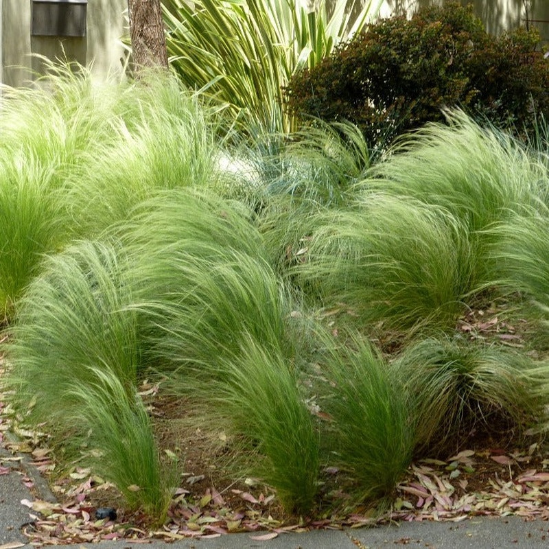 Stipa tenuissima Pony Tails 2lt pot
