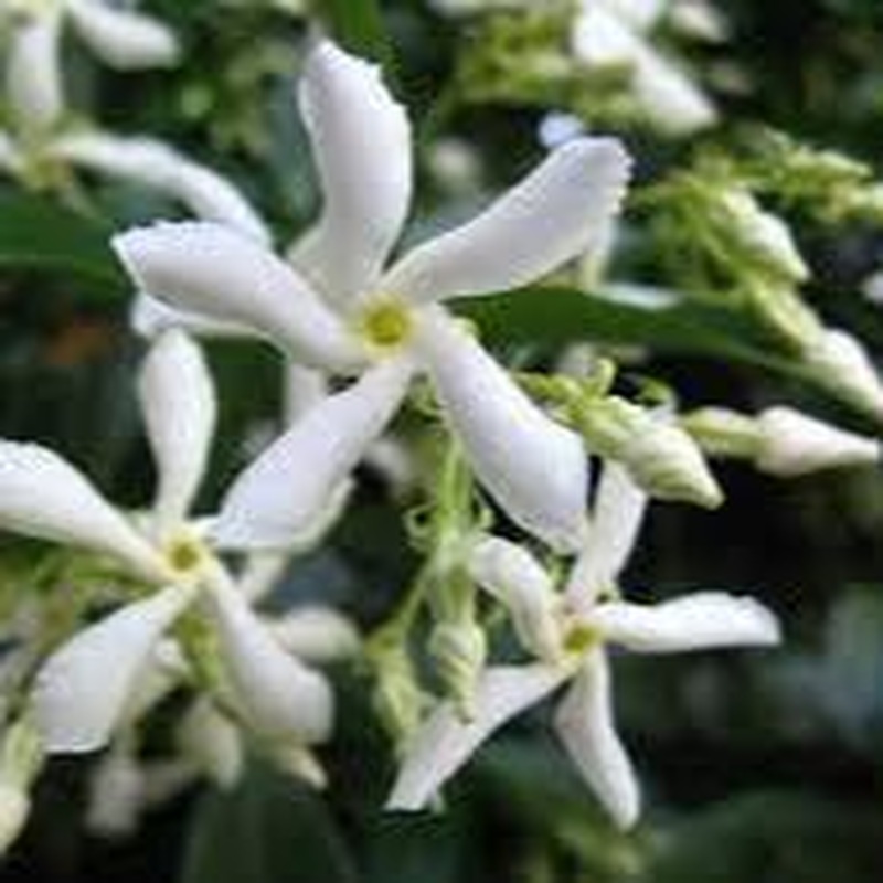TRACHELOSPERMUM JASMINOIDES (RP) 60cm 3.5ltr Pot