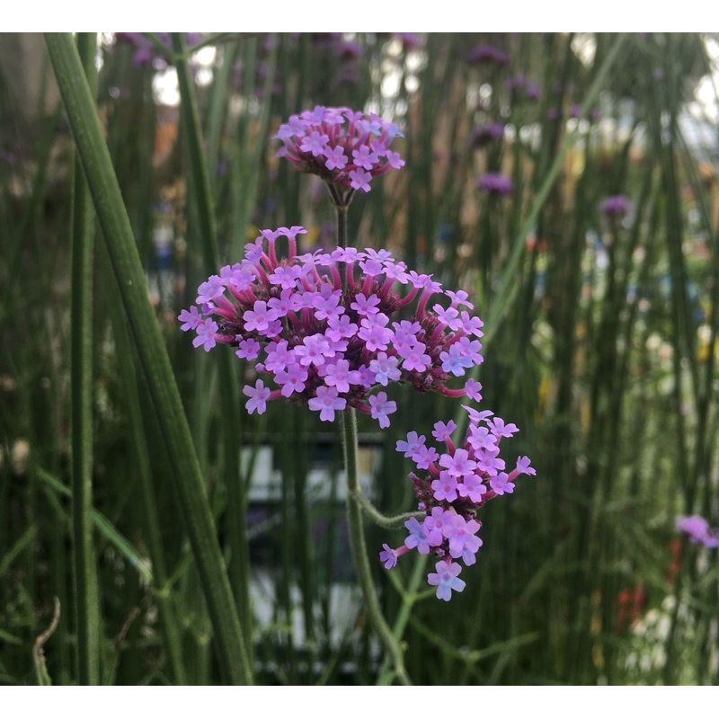 VERBENA bonariensis