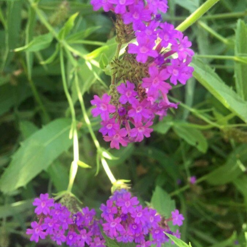 Verbena rigida Venosa
