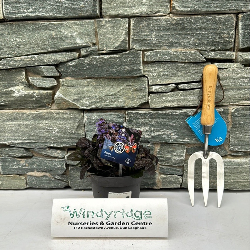 Ajuga reptans Black Scallop