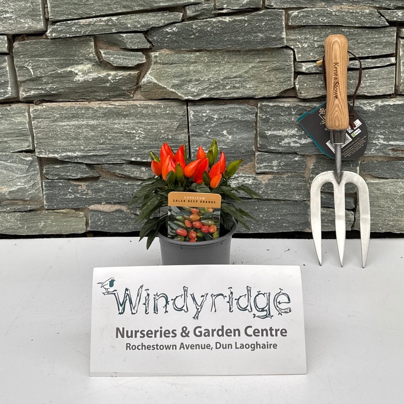 Capsicum Salsa Red 10.5cm