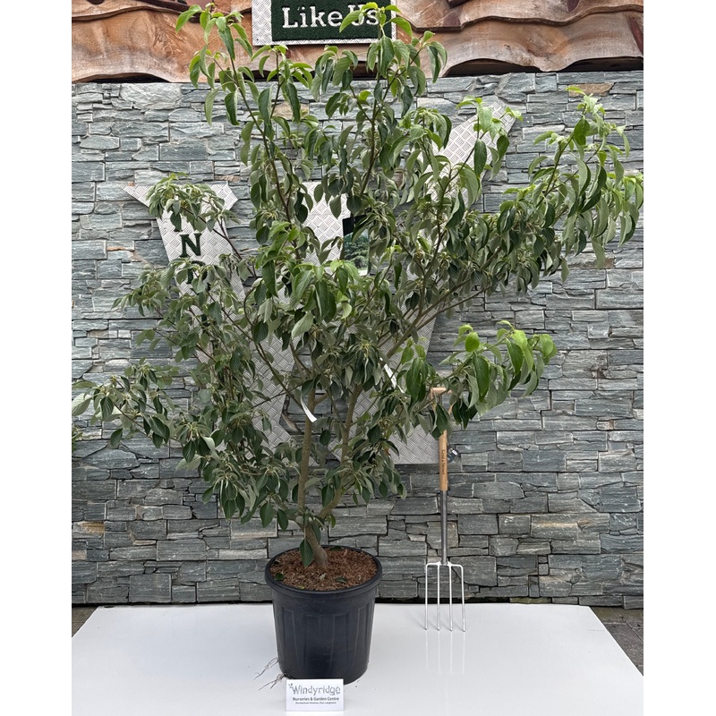 Cornus controversa Pagoda