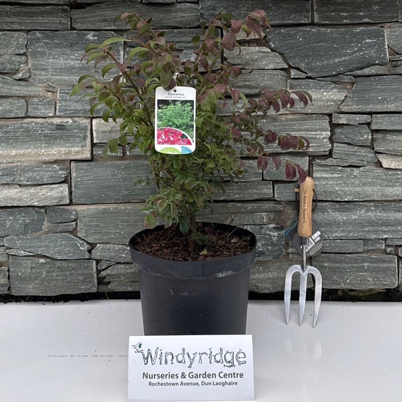 Euonymus alat. Compactus