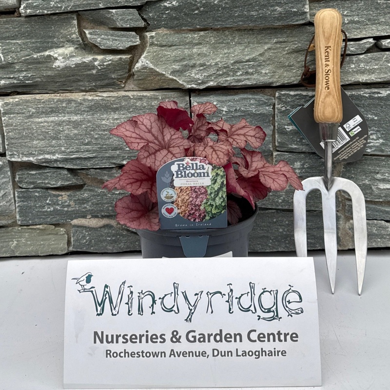 HEUCHERA villosa Carnival Peach Parfait