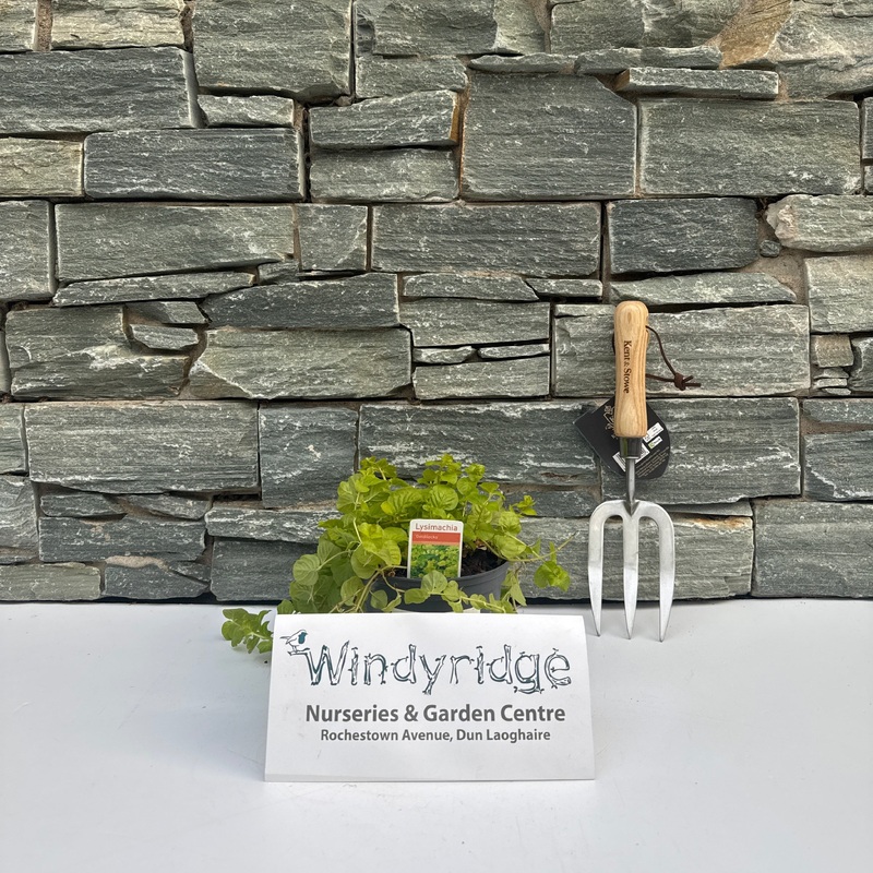 LYSIMACHIA Goldilocks