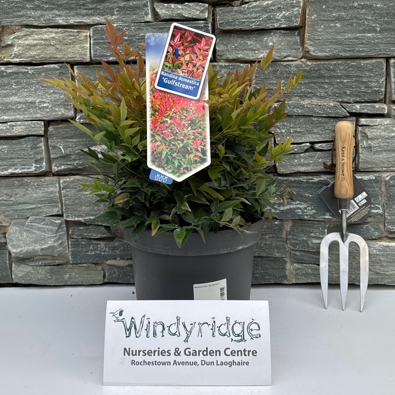 Nandina dom. Gulfstream