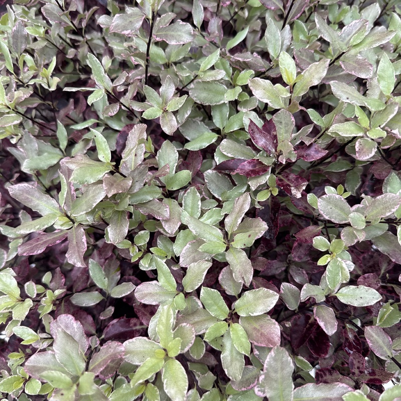 PITTOSPORUM Bannow Bay Ball