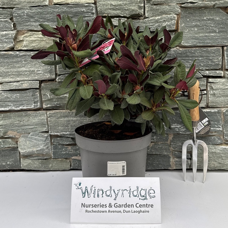 Rhododendron Wine and Roses