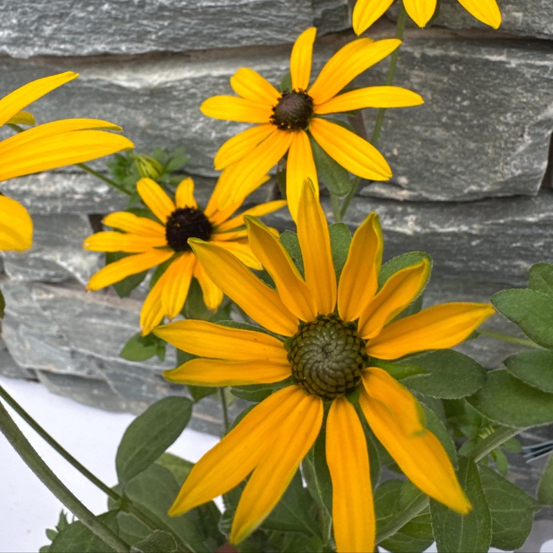RUDBECKIA fulgida var Deamii