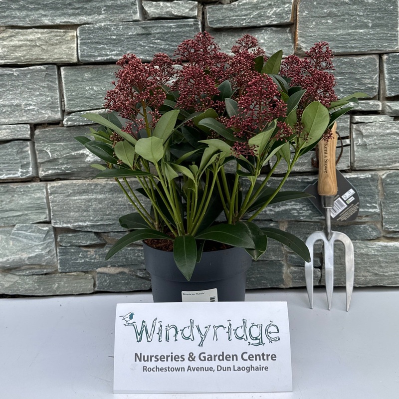 Skimmia jap. Rubella