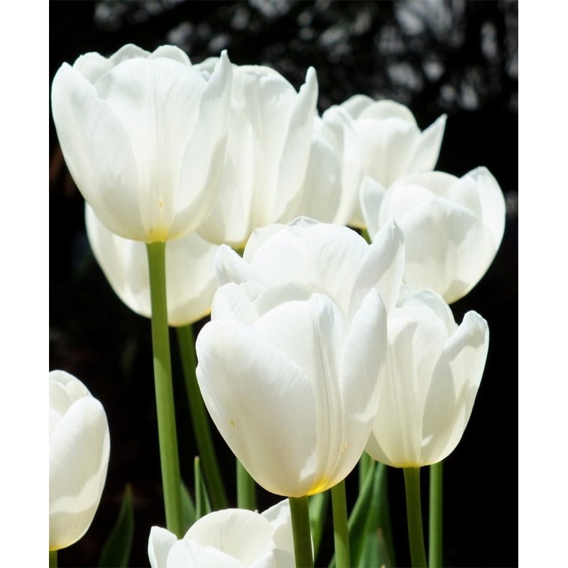 TRAY TULIP CATHERINA 10