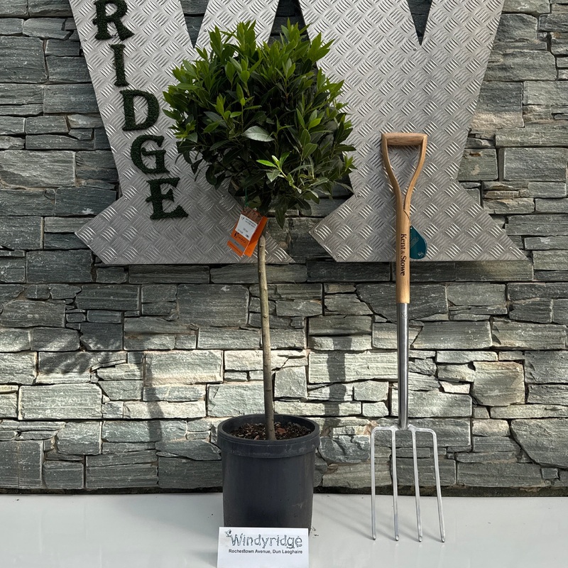 BAY CROWN ON 1/2 STEM 45/50 P 25