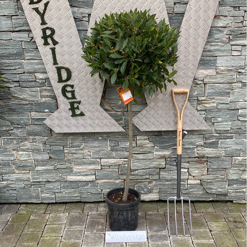 BAY CROWN ON 3/4 STEM 50/55 P 25