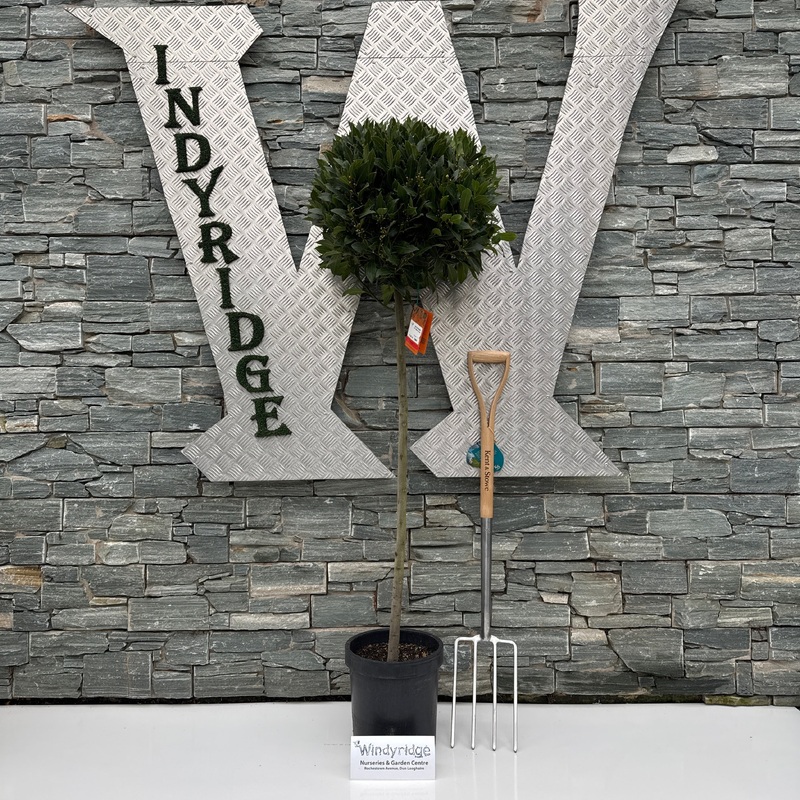 Bay Standard 4/4 Stem Crown 50/55 Pot 25cm