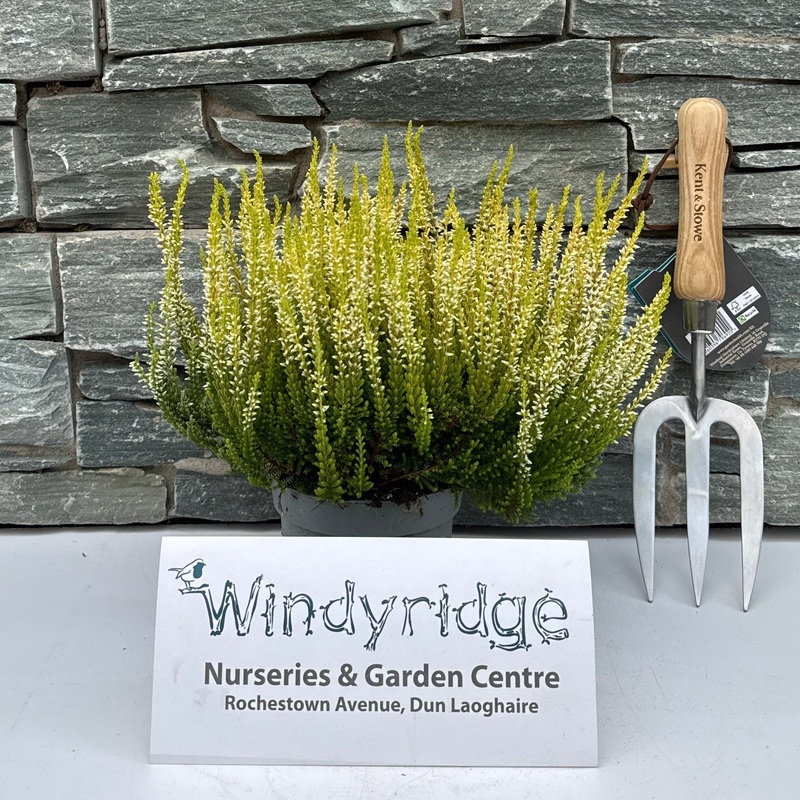 Calluna vulg. Beauty Ladies yellow  P12