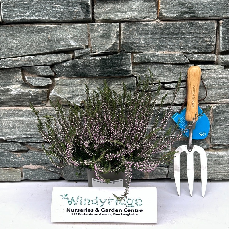 Calluna vulg. Garden Girls