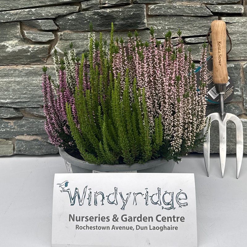 Calluna vulgaris B.Ladies High Five  P23