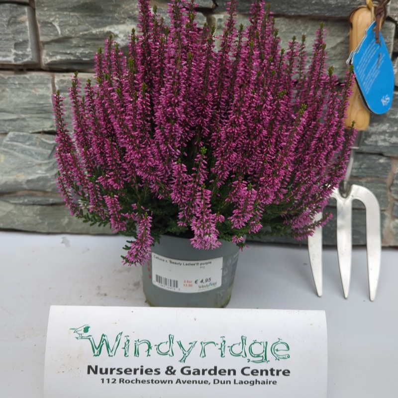 Calluna vulgaris Beauty Ladies purple  P12