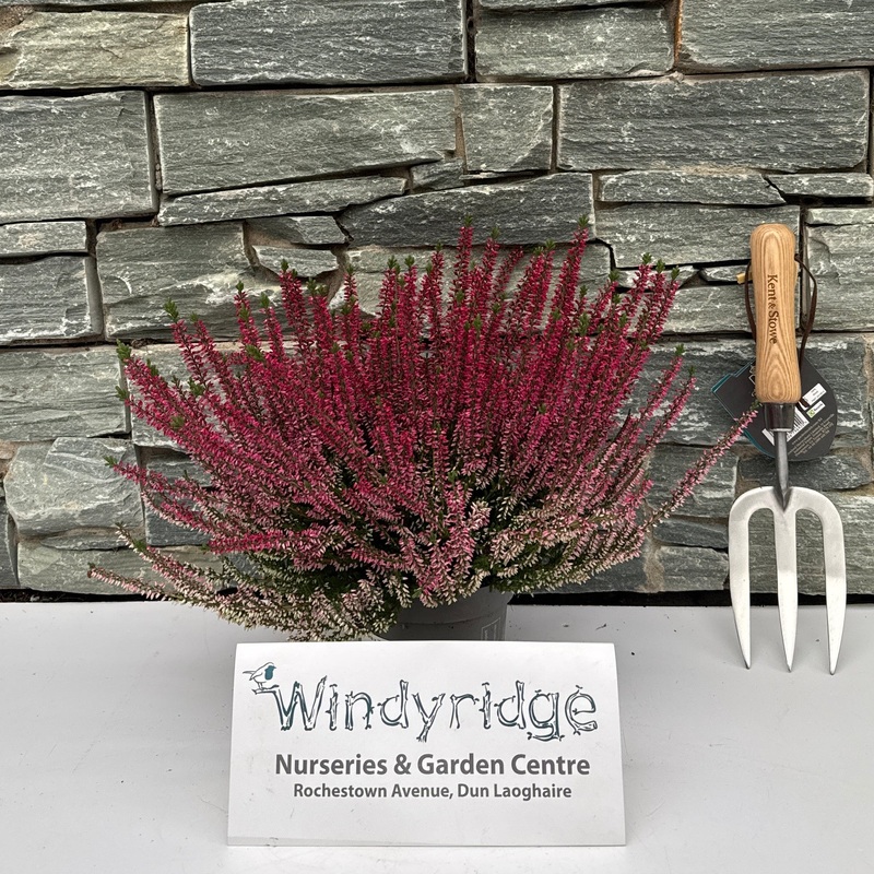 Calluna vulgaris Beauty Ladies red  P12