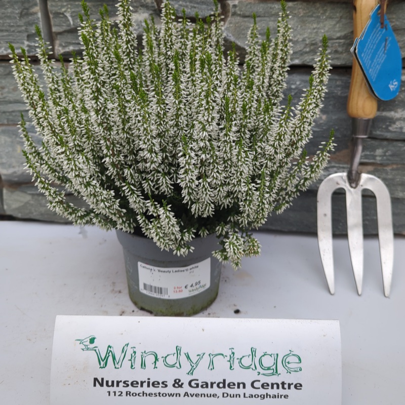 Calluna vulgaris Beauty Ladies white  P12