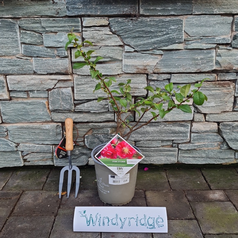 CHAENOMELES PINK STORM