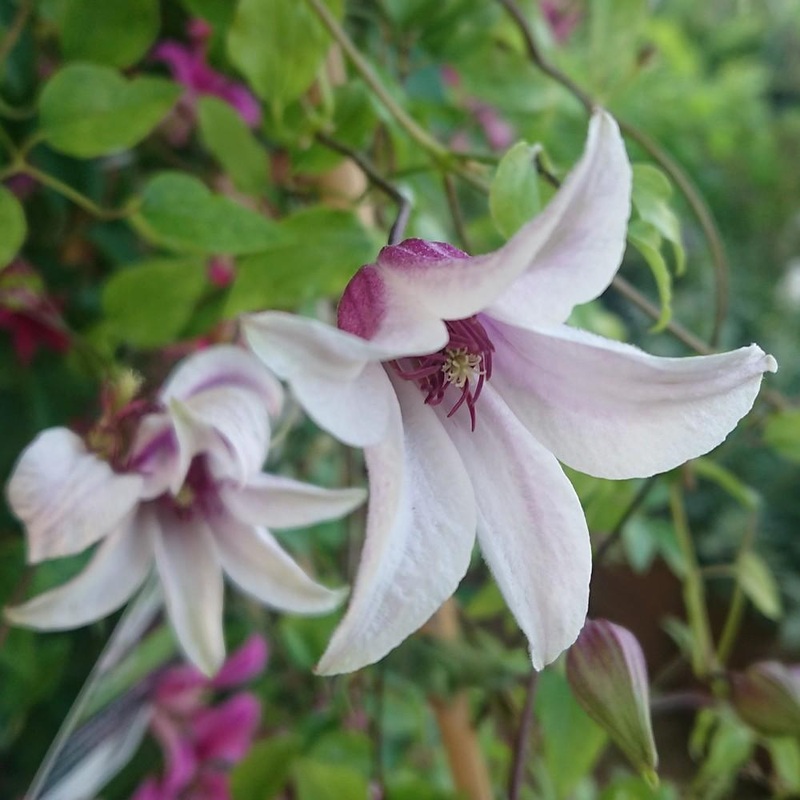 Clematis Princess Kate  2 Ltr, single cane