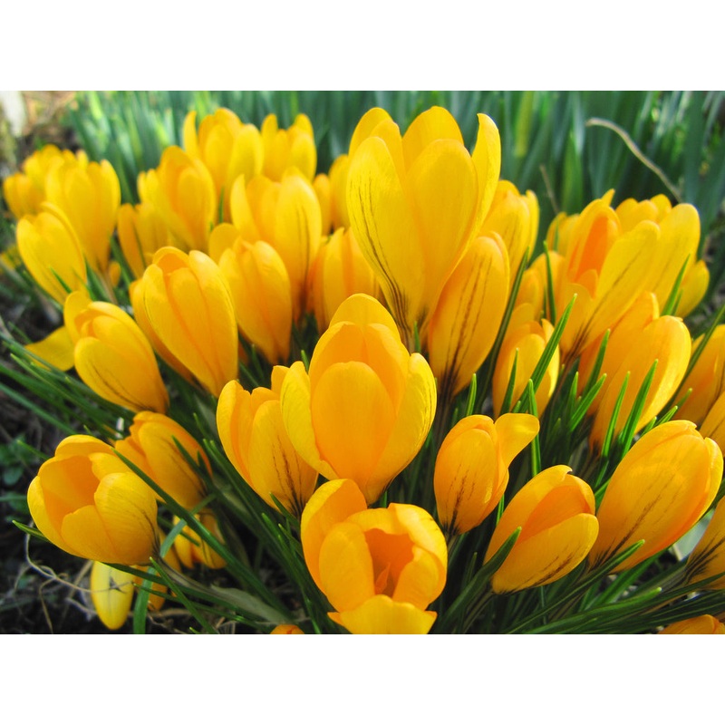 CROCUS GOLDEN YELLOW 8
