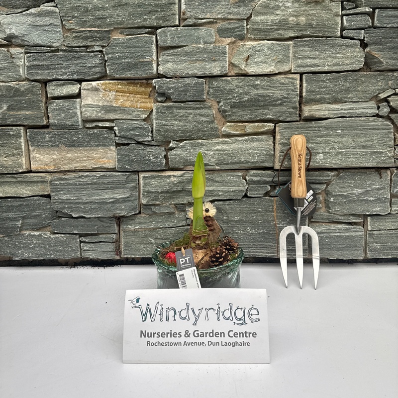 Hippeastrum arrangement  18 cm glass pot