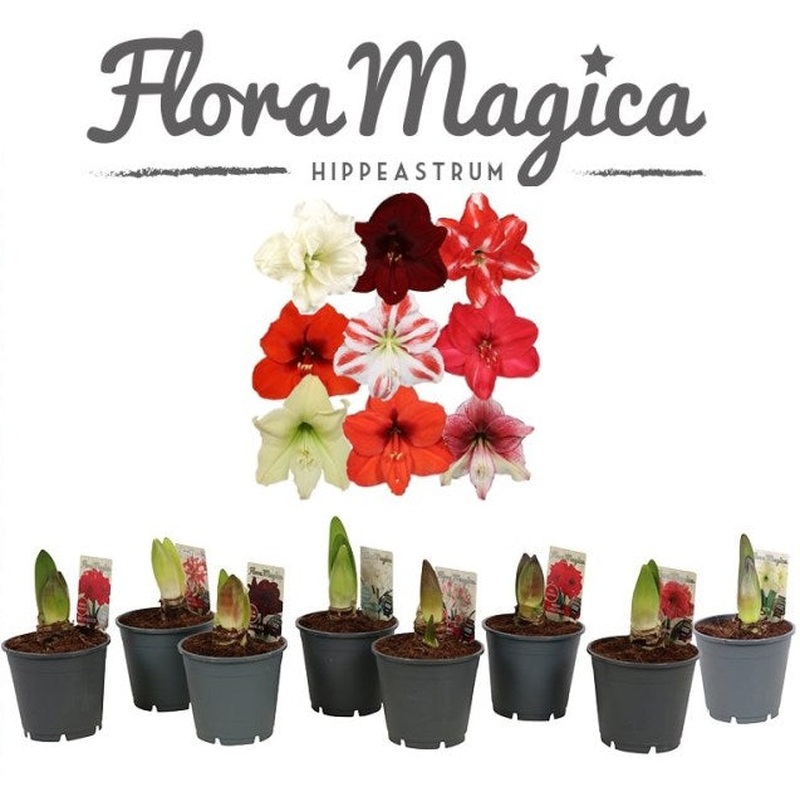 Hippeastrum exclusive mix  P13  2 buds