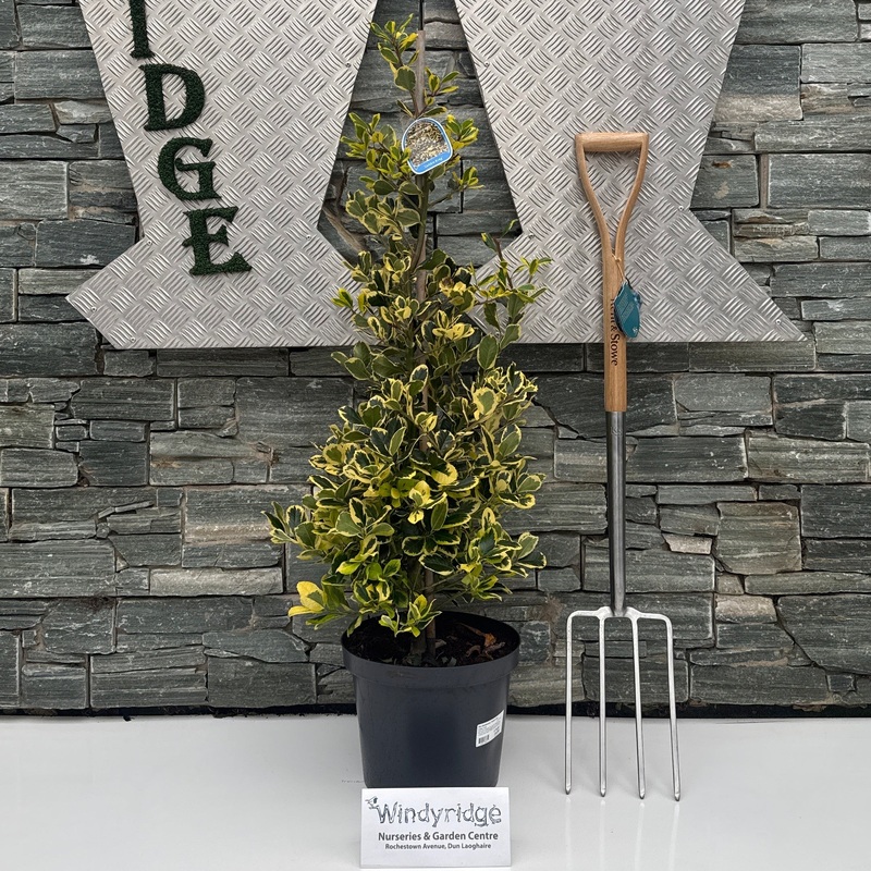 Ilex altaclerensis Golden King  100-125 CM